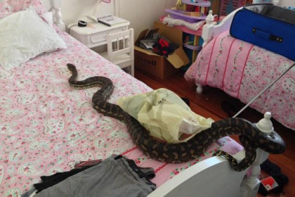 孕妇梦见蛇爬到床上