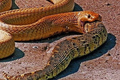 孕妇梦见蛇吞蛇是什么意思