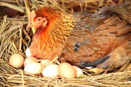 孕妇梦见母鸡下蛋吃掉