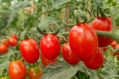 孕妇梦见番茄熟了是什么意思