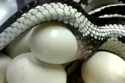 孕妇梦见蛇生蛋