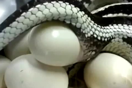 女人梦见蛇生好多蛋是什么意思