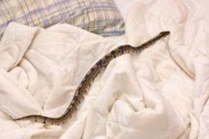 孕妇梦见蛇在床上