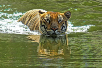 孕妇梦见老虎在水里