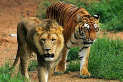 孕妇梦见老虎狮子