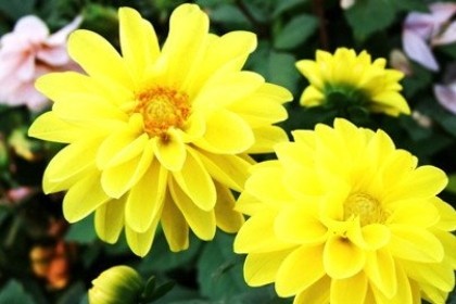 梦见黄色花朵是什么意思
