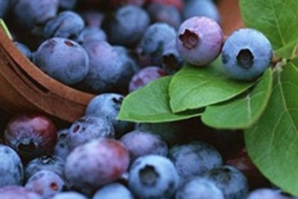 梦见摘蓝莓是什么意思