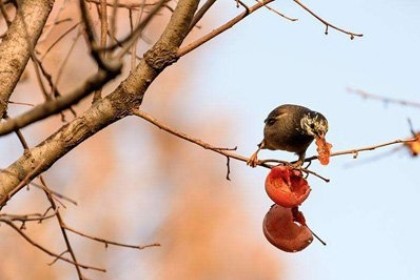梦见鸟吃柿子是什么意思