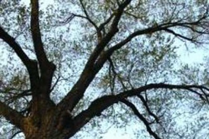 梦见掰树枝是什么意思