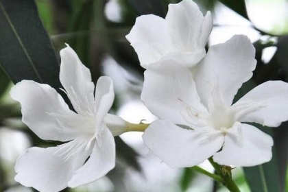 梦见树上开白花是什么意思