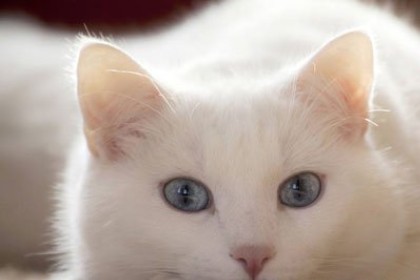 孕妇梦见白猫是什么意思