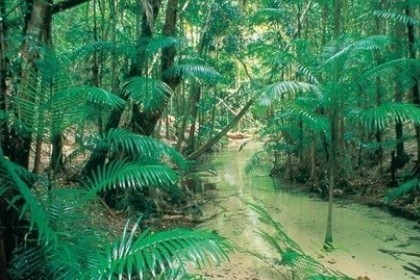 梦见热带雨林是什么意思