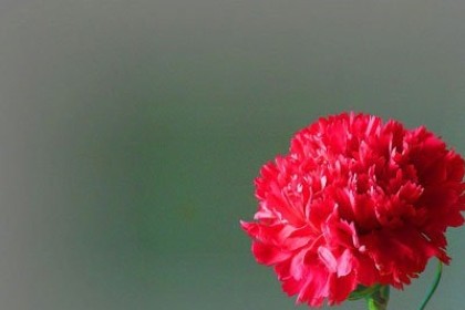 梦见红色康乃馨是什么意思