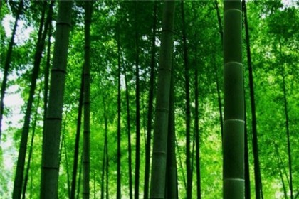孕妇梦见竹子是什么意思