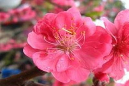 梦见移植桃花树是什么意思
