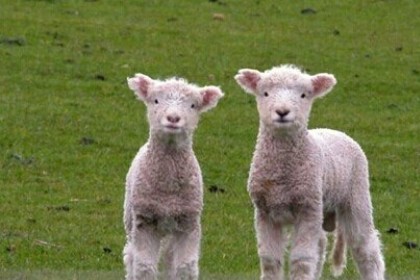 梦见养羊是什么意思