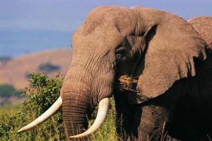 孕妇梦见大象是什么意思
