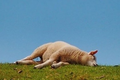 孕妇梦见死羊