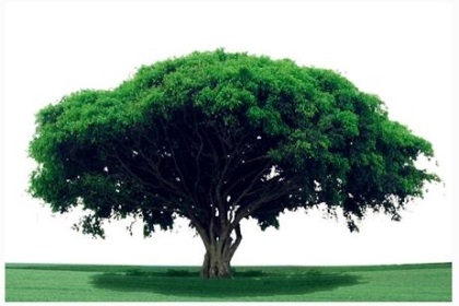 梦见大树木是什么意思