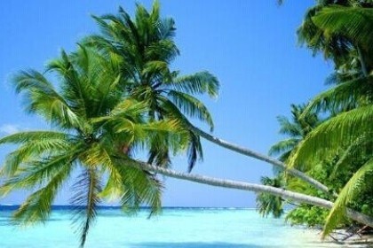 梦见椰子树是什么意思