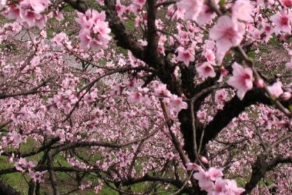 梦见栽桃树是什么意思