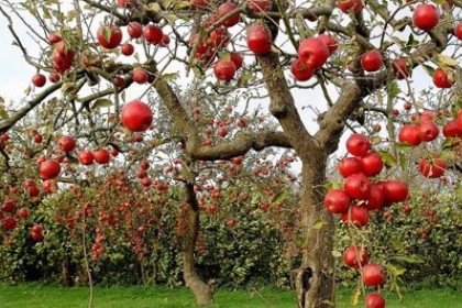 孕妇梦见苹果树