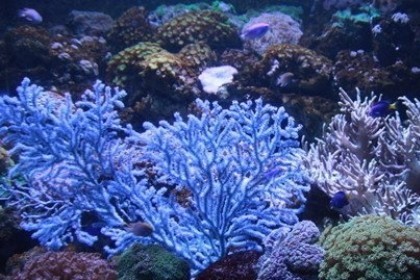 梦见珊瑚是什么意思