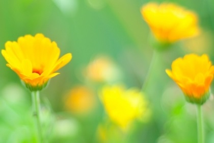 梦见黄色的花是什么意思