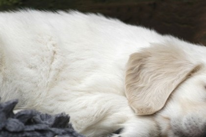 孕妇梦见白狗是什么意思