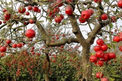 梦见苹果树上摘苹果吃是什么意思