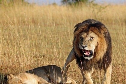 孕妇梦见狮子是什么意思