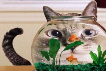 孕妇梦见猫吃鱼是什么意思