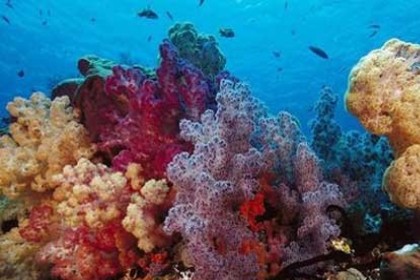 孕妇梦见珊瑚是什么意思