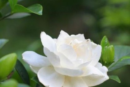梦见白色栀子花是什么意思