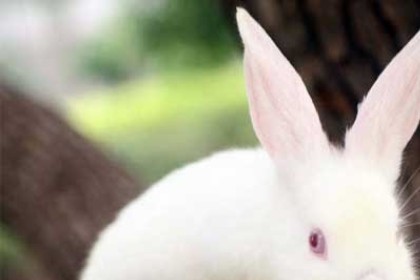 孕妇梦见小白兔是什么意思