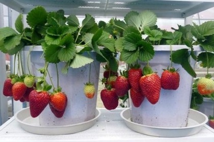 梦见盆栽草莓是什么意思