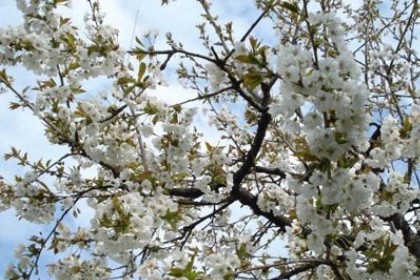 梦见樱桃树开满了白花是什么意思