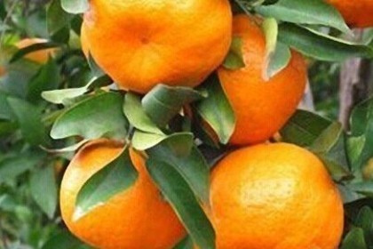 梦见橘子是什么意思