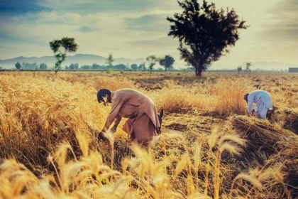 梦见麦子丰收是什么意思