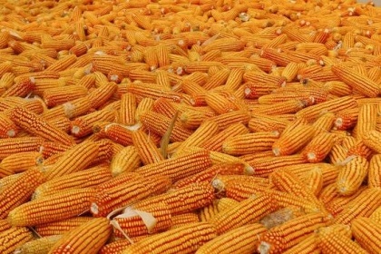 梦见一堆玉米