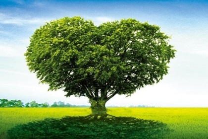 梦见一棵树是什么意思