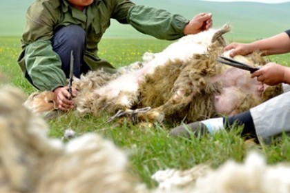 梦见剪羊毛是什么意思