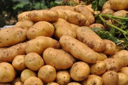 梦见土豆大丰收是什么意思
