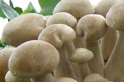 梦见长蘑菇是什么意思