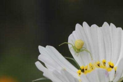 梦见花里有虫子是什么意思