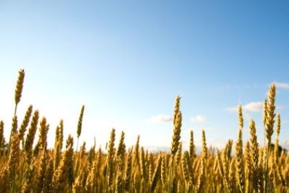 梦见小麦长势很好是什么意思