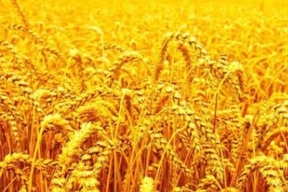 梦见自己收麦子是什么意思