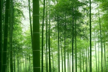 梦见一片竹子是什么意思