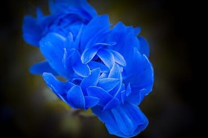 梦见蓝色花朵