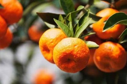 梦见树上好多橘子是什么意思